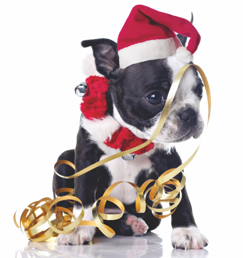 Wishing you a Merry Christmas